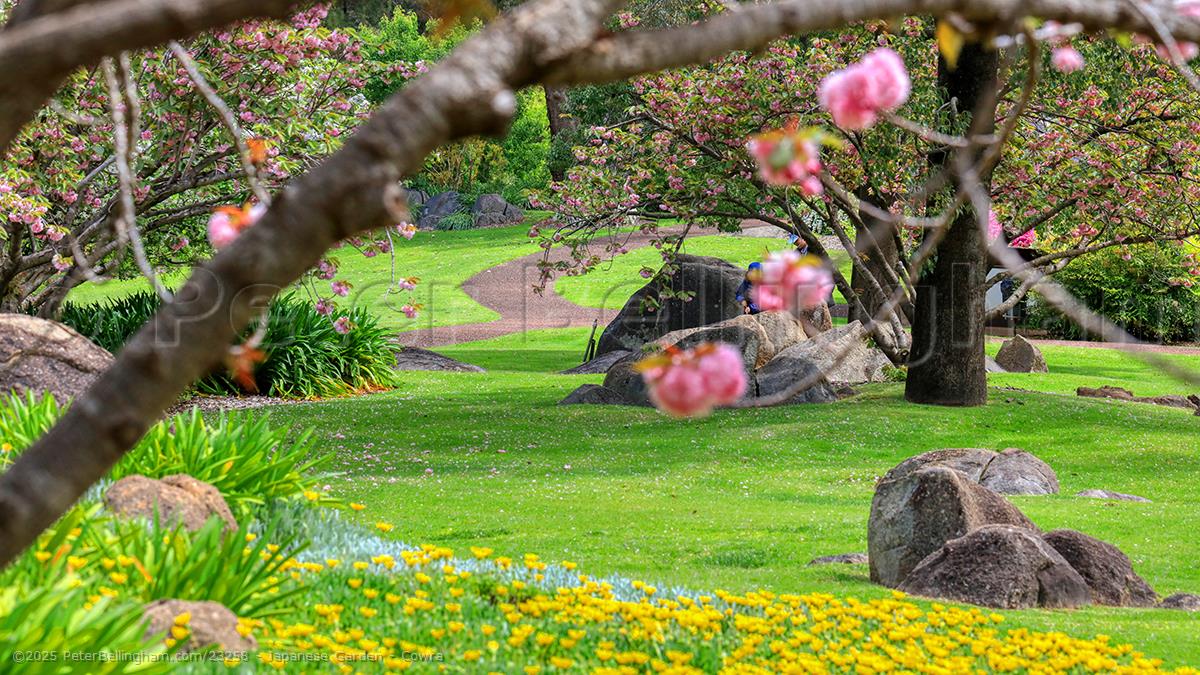 Peter Bellingham Photography Japanese Garden - Cowra